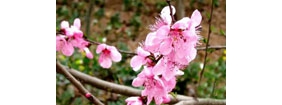 【拍客】2014年春:四川广元:桃花开