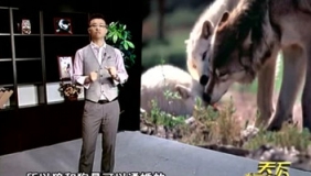 狼与狗通婚，生了三只小狼崽！