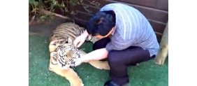 【拍客】实拍男子用钳子给自家老虎拔牙