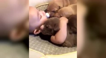 小宝宝抱紧三只小奶狗安静地坐着，乖巧听话好呆萌！