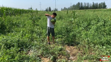 实拍晋北农村上坟祭祖，炒素菜供水果，带大家了解大同习俗！
