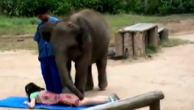 泰国旅游，碰见大象用脚给人按摩，真是天下之大无奇不有