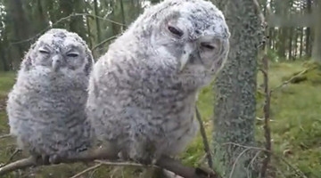 两只猫头鹰睡觉被偷拍