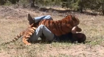 男子遭到老虎攻击 下1秒画面让人傻眼