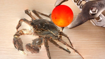 1000度的铁球能把螃蟹烤熟吗？牛人亲自测试，结果让人口水直流！