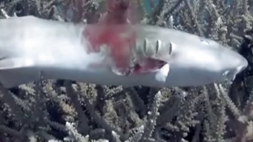 野生救援(WildAid) 公益广告 - 姚明 : 鱼翅汤