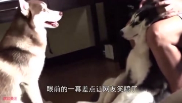 网友出差接到朋友电话：你家哈士奇撞墙了