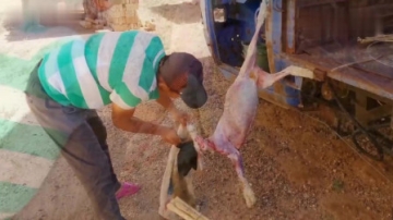 实拍牧区农村杀羊，大叔用传统手法宰羊不见一滴血，他是怎么做到的