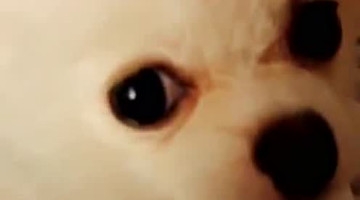 我的心，我的肝，我的四分之三 好可爱 萌死我了