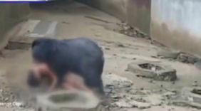 男子逗弄黑熊被拖下撕咬 医生：需缝1000多针