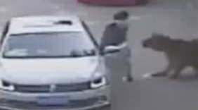 八达岭老虎伤人案开庭在即 双方有4大争议