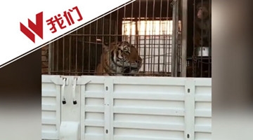 山西一马戏团表演出意外 老虎逃脱抓伤2小孩