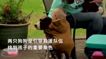 2岁男孩野外失踪 两只汪星人寸步不离守护一旁