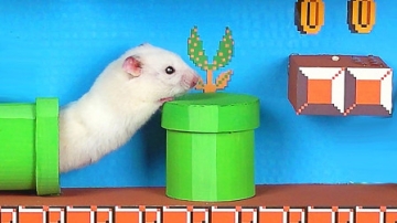 牛人自制迷宫，小仓鼠能否顺利通过，看完太意外了！