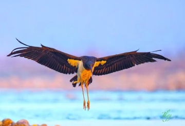 拍客故事|马来西亚拍客石家庄“追鸟”