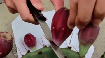 奇闻异事！农村这个果子到处是，人却不敢吃，却不知道是补血好东西