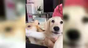 女主抱着拉布拉多玩自拍旁边的柯基也想来抢镜