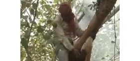 【拍客】印度采蜜人工作全过程 攀爬高树火熏蜂巢
