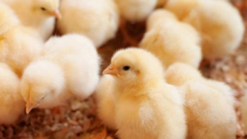 治愈系的小鸡孵化画面，一个个蒙圈的小脸，网友：好可爱啊！