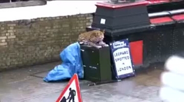 爆笑恶搞，仿真豹子在街边吓唬行人