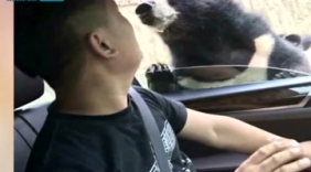 八达岭动物园游客喂熊被咬 园方驱赶黑熊