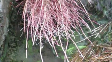 雨后植物 树嫩根吸水