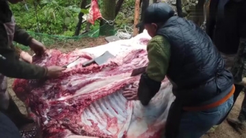 实拍农村杀猪现场，这头大肥猪足足有400斤，却要挂在树上杀！