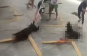 【拍客】汕头血腥斗狗 犬只打输后遭主人当场摔死