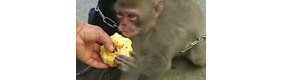 【拍客】野生猕猴闯进农家 村民抓住民警放生