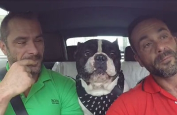 【拍客】傻头傻脑斗牛犬竟然会多国语言 交流无压力