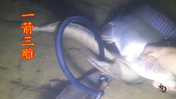 小志实拍潜水捕鱼，整个过程过瘾有刺激，一箭三雕太爽了