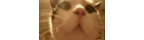 【拍客】萌出血了唱歌的小萌猫
