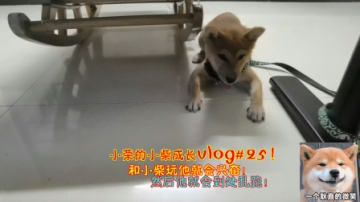 小柴成长vlog：和小柴玩他就会兴奋！然后他就会到处乱跑！
