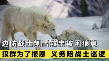 暴雪埋住狼窝，边防战士刨雪救狼，狼群为报恩整日陪战士巡逻