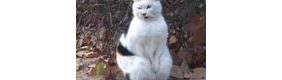 【拍客】实拍南京流浪猫搓手走红
