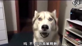 南京话，恶搞哈士奇有话说！