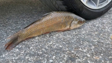 减压实验：汽车vs鱼 车轮碾压松脆柔软的东西 外国牛人真任性