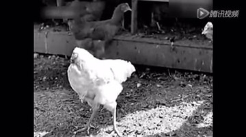 被砍掉头的无头公鸡竟然活了一个月