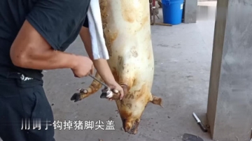 实拍山区农村杀猪，杀猪匠手艺一流，一人独自搞定一头猪，好厉害