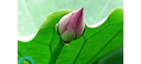 ［拍客］2013年四川广元元坝区平乐荷花节