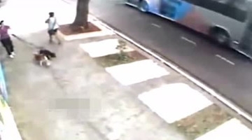 女子带爱犬外出遛弯 监控拍到这恐怖画面