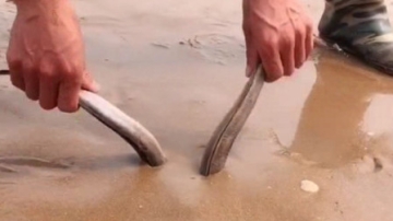 赶海实拍：沙滩上露出两条尾巴，拽出来看看是什么