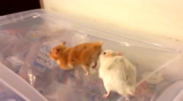 麻雀小仓鼠是怎样求偶的！