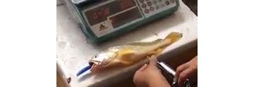 【拍客】偷拍黑心商贩黃花鱼注水
