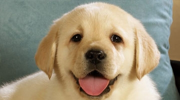 男子虐杀50只狗取乐引众怒 一起来听听狗狗的心声