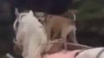 巴西小狗骑马平稳自如 昂首挺胸不走寻常路