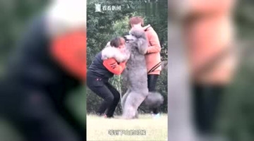 爬完山要抱抱！主人抱70斤大狗下山看呆游客