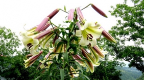 四川广元朝天区曾家山：颜色鲜艳的花卉