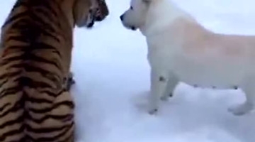 虎落平阳被犬欺！一狗欺两虎天下奇闻