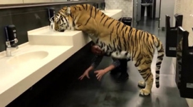 上厕所遇见老虎怎么办？这小伙气定神闲逗它玩